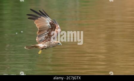Giovane Brahminy Kite che si gonfia sopra la superficie dell'acqua Foto Stock