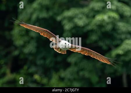 Kite sfolgorante con ali completamente sparse con alberi verdi sfocati sullo sfondo Foto Stock