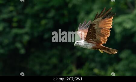 Kite Brahminy volare con alberi verde sfocato sullo sfondo Foto Stock