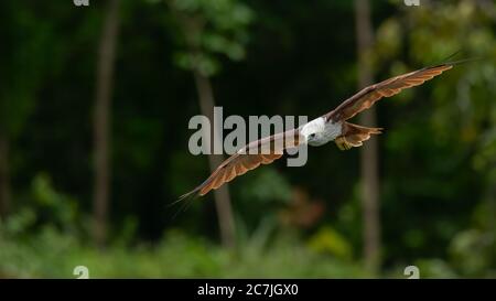 Kite sfolgorante con ali completamente sparse con alberi verdi sfocati sullo sfondo Foto Stock