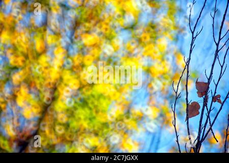 Spagna, Cuenca, coltivazione di vimini in Canamares in autunno Foto Stock