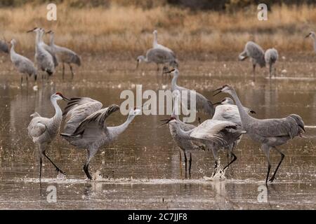 Uomini e donne Sandhill Cranes, Antigone canadensis, si impegnano in una danza di corte nel Bosque del Apache National Wildlife Refuge in New Mexico, Stati Uniti Foto Stock