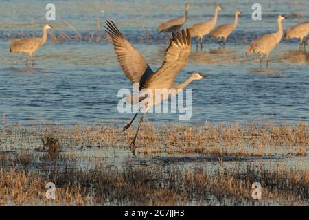 Una gru di Sandhill, Antigone canadensis, prende il volo nel Bosque del Apache National Wildlife Refuge, New Mexico, USA. Foto Stock