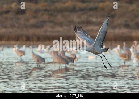 Una gru di Sandhill, Antigone canadensis, prende il volo nel Bosque del Apache National Wildlife Refuge, New Mexico, USA. Foto Stock