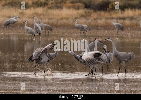 Uomini e donne Sandhill Cranes, Antigone canadensis, si impegnano in una danza di corte nel Bosque del Apache National Wildlife Refuge in New Mexico, Stati Uniti Foto Stock