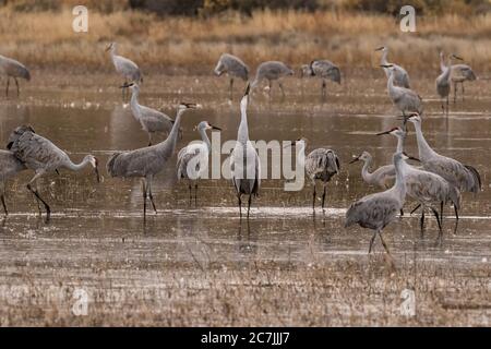 Uomini e donne Sandhill Cranes, Antigone canadensis, si impegnano in una danza di corte nel Bosque del Apache National Wildlife Refuge in New Mexico, Stati Uniti Foto Stock