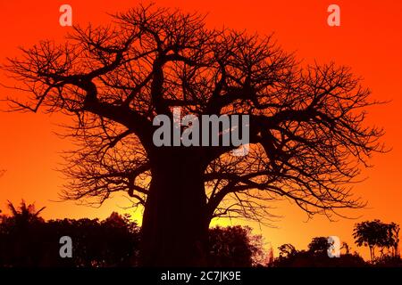 Baobab africano, alias Adansonia digitata talvolta noto come albero capovolto, Vilanculo, Mozambico, Mozambico, Africa orientale, Africa Foto Stock