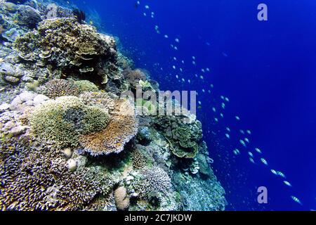 Filippine, Isola Balicasag, barriera di Pangalo, pesci Nuoto tra Reef Underwater in Split Image Foto Stock