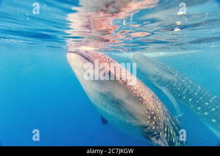 Squalo balena (Rhincodon typus) Bohol Mare, Oslob, Cebu, Filippine, Sud-est asiatico Foto Stock