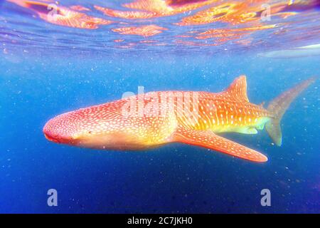 Squalo balena (Rhincodon typus) Bohol Mare, Oslob, Cebu, Filippine, Sud-est asiatico Foto Stock