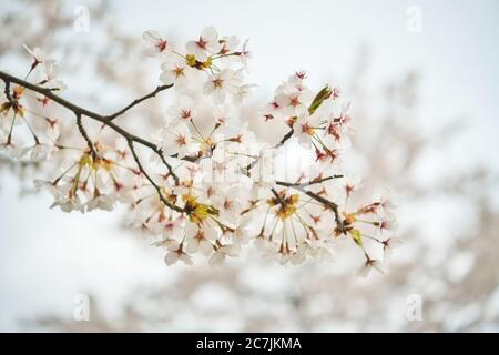 I fiori di ciliegio di Samei Yoshino sono in piena fioritura i rami e la chiusura di bellissimi fiori sfondo sfocato Foto Stock