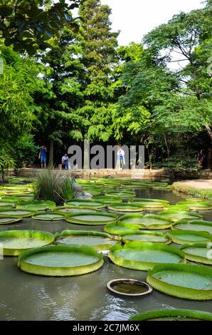 Taoyuan, Taiwan - 14 LUGLIO 2019: Molte persone vengono a visitare lo stagno Santa Cruz Waterlily a Guanyin, Taoyuan. Foto Stock