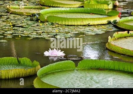 Santa Cruz fiore di Waterlily nello stagno. Foto Stock