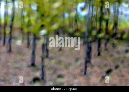 Spagna, Cuenca, coltivazione di vimini in Canamares in autunno Foto Stock