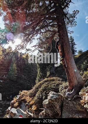 Sulla strada dello Zirbenweg tirolese: Il più antico pino di pietra svizzero del Tirolo Foto Stock