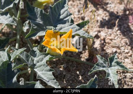 Fioritura di Cucurbita palmata, Cucurbitaceae, pianta erbacea nativa perenne alla periferia di Palme Twentinine, deserto del Mojave meridionale, primavera. Foto Stock