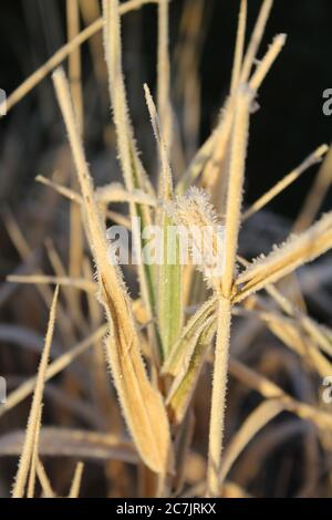 Colpo di closeup verticale di erba secca coperta con gocce di rugiada uno sfondo sfocato Foto Stock