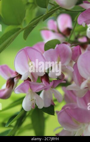 Colpo di closeup verticale di fiori di Acacia su un blurred sfondo Foto Stock