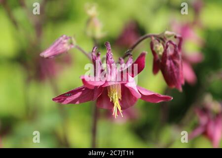 Primo piano di un bel fiore di columbina con petali viola su un blurred sfondo Foto Stock