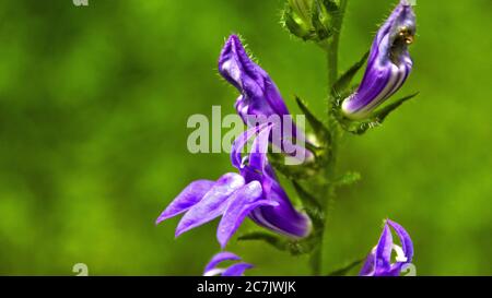 Primo piano di un fiore all'occhiello con petali viola su sfondo sfocato Foto Stock