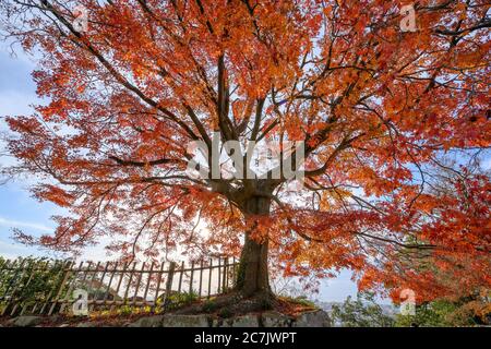 Grandi alberi d'acero, belle foglie rosse in un giardino giapponese nella stagione autunnale. Foto Stock