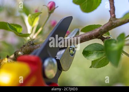 Taglio di mela, taglio intermedio, cesoia per potatura a incudine da 'Wolf Garten RS 4000', dettaglio, lama da taglio, giardino, Wilhelmshaven, Foto Stock