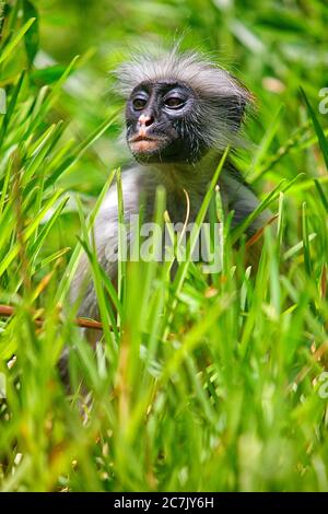 Tanzania, Arcipelago di Zanzibar, Isola di Unguja (Zanzibar), scimmia colobus rossa di Zanzibar (Procolobus badius kirkii) Foto Stock