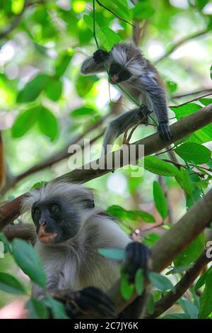 Tanzania, Arcipelago di Zanzibar, Isola di Unguja (Zanzibar), scimmia colobus rossa di Zanzibar (Procolobus badius kirkii) Foto Stock