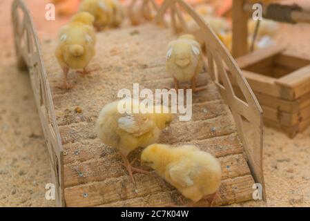 Piccoli polli gialli si stanno crogiolando nella fattoria Foto Stock