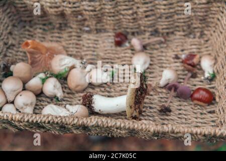 Colpo di closeup ad alto angolo di una collezione di funghi forestali e castagne in un cesto di vimini Foto Stock