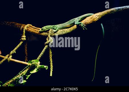 Ampio angolo di una lucertola verde seduta su un ramo di un albero Foto Stock