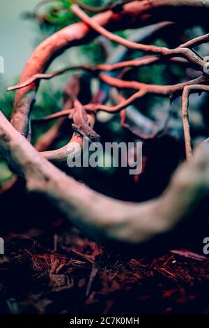 Inquadratura grandangolare di una lucertola seduta su un ramo di un albero circondato da molti altri rami Foto Stock