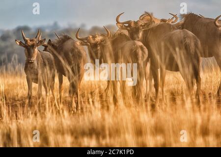 Mlilwane, Swaziland, Africa - Santuario della fauna selvatica di Mlilwane, wildebeest blu (Connochaetes taurinus), Foto Stock