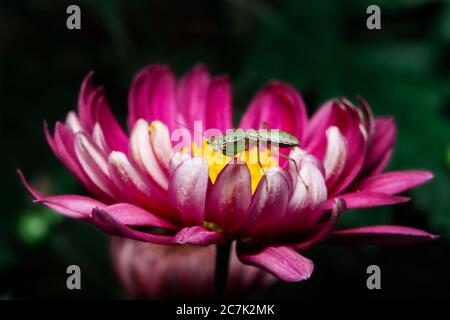 Cute manis di preghiera del bambino su fiore Foto Stock