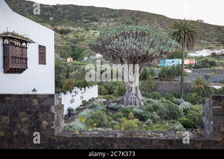 Il Drago Milenario un albero di drago delle Canarie (Dracaena draco), Icod de los Vinos, Tenerife, Isole Canarie, Spagna Foto Stock