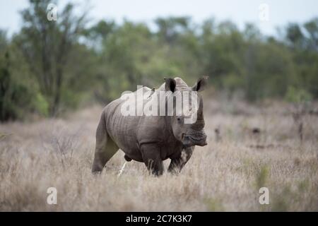 Bellissimo scatto di un enorme rinoceronte con uno sfondo sfocato Foto Stock