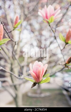 Primo piano di un albero di magnolia rosa Foto Stock