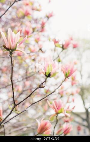 Primo piano di un albero di magnolia rosa Foto Stock