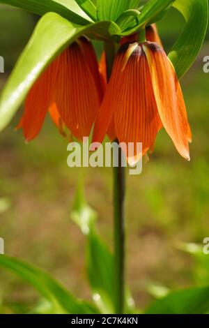 Fiore d'arancio Royal Grouse in campo soleggiato Foto Stock