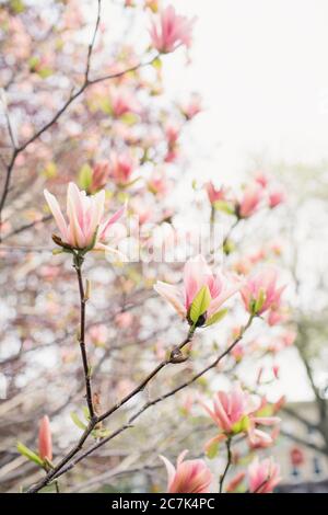 Primo piano di un albero di magnolia rosa Foto Stock