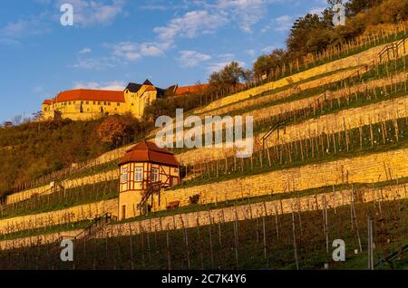 Vigneto ducale sotto Neuenburg castello vicino Freyburg, Burgenlandkreis, Sassonia-Anhalt, Germania Foto Stock