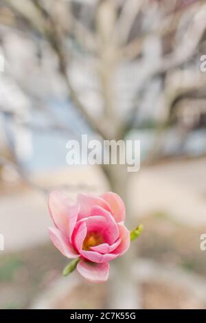 Primo piano di un albero di magnolia rosa Foto Stock