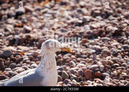 Primo piano di un gabbiano su una spiaggia di ciottoli vicino Exmouth in Devon, Regno Unito Foto Stock