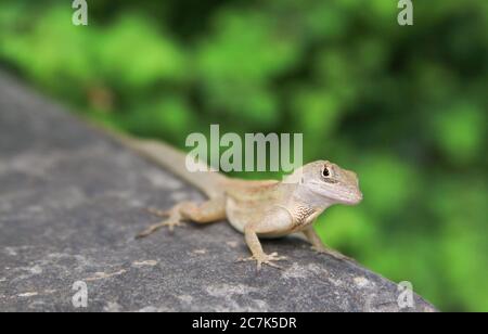 Brown Anole Lizard su una roccia in Gardens by the Bay Singapore Foto Stock