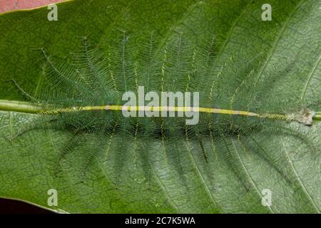 Mango Baron Caterpillar(euthalia acontea) Foto Stock