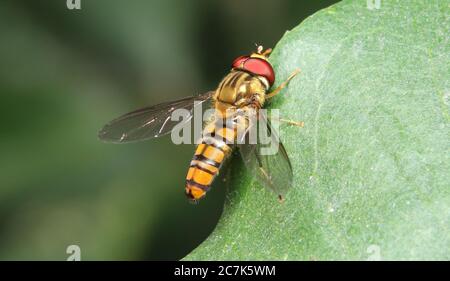 Marmellata Hoverfly (Episyrphus balteatus) nella foresta Foto Stock