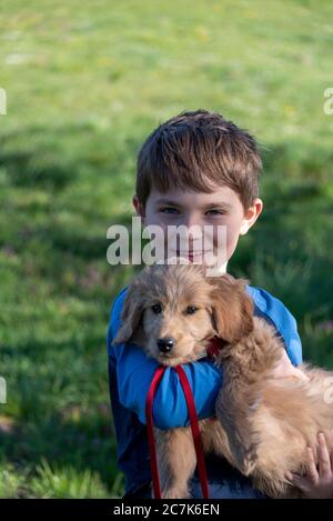 Ragazzo tiene un cucciolo tra le braccia, un mini goldendoodle Foto Stock