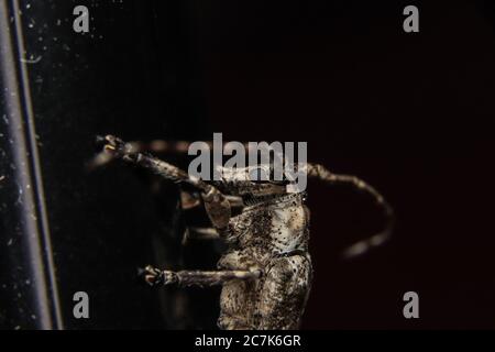 Spotted pinus Sawyer(Monochamus scutellatus scutellatus) closeup Foto Stock
