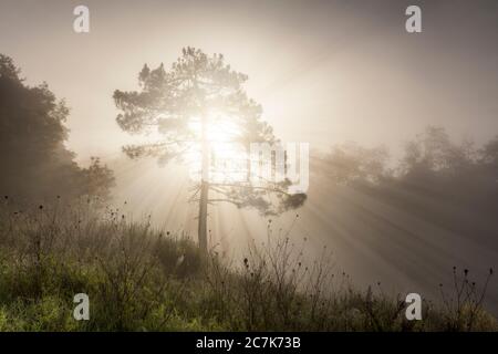 Albero solitario in una mattina misteriosa, i raggi di luce tagliati attraverso la nebbia, Valdarno, Arezzo, Toscana, Italia Foto Stock