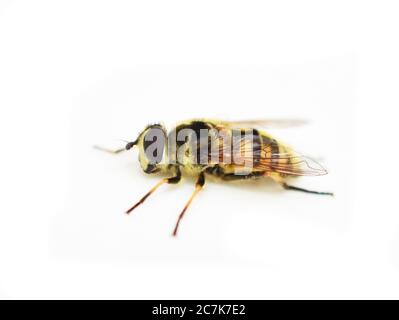 La volata Myathropa florea mimetico waspa isolato su sfondo bianco Foto Stock